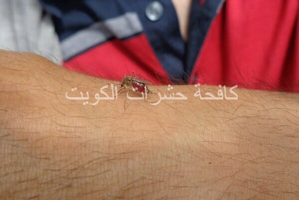 مكافحة حشرات المنصورية بالكويت